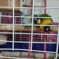 طوطی برزیلی|پرنده|خوی, |دیوار