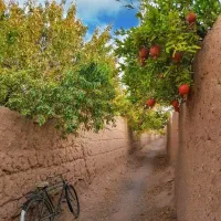 خدمات باغبانی حرفه ای