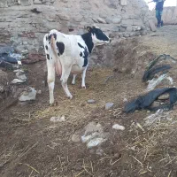 گاوشیری شکم چهارم ۵روزمانده شیر۲۰ک