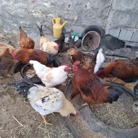 خروس محلی|حیوانات مزرعه|نیر (اردبیل), |دیوار