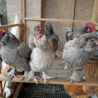 تخم نطفه دار مرندی طوسی|حیوانات مزرعه|آستانه اشرفیه, |دیوار