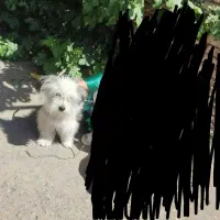 سگ پاپی شیتزو شناسنامه دار