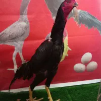 تخم مرغ نطفه دار اوشامو مشکی خالص