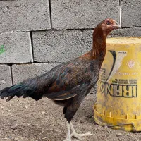 مرغ لاری