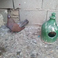 کبوتر|پرنده|آزادشهر, |دیوار