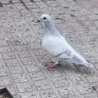 کبوتر شامی روشن بیرجندی|پرنده|شیراز, کوی زهرا|دیوار