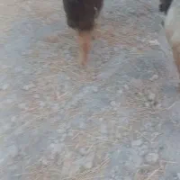 بره‌سبک