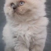 بچه گربه بریتیش لانگ هیر