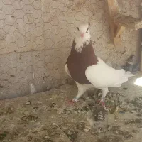 کفتر طوقی سرخ|پرنده|مشهد, پروین اعتصامی|دیوار