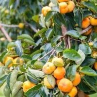 پیشفروش نهال خرمالو فویو دوساله