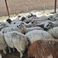 بره بومی درجه  فروش تکی  عمده بره چاق