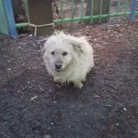 سگ پیداشده|حیوانات|محمدشهر, محمدشهر|دیوار