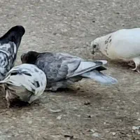 فروش کفتر طوقی|پرنده|حمیدیا, |دیوار