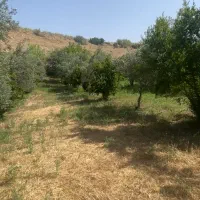 فروش ۵ قطعه باغ زیتون جاده کلتان شیرین سودارای آب