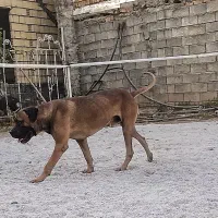 کنکورسو نگهبان