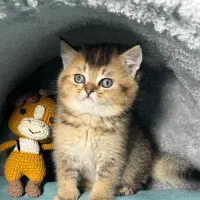 بچه گربه بریتیش شورت هیر عروسکی