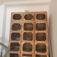 جفتگاه کبوتر|لوازم جانبی حیوانات|نشتارود, |دیوار