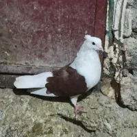 کبوتر|پرنده|بیرانوند, |دیوار