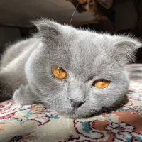 گربه اسکاتیش فولد بلو