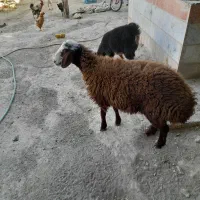 حیوانات اهلی