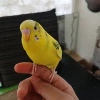 یه جفت مرغ عشق آماده تخم گذاری