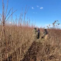 نهال فقط ۶۰ تومن|خدمات باغبانی و درختکاری|محمدیه-قزوین, |دیوار