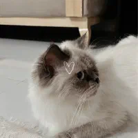 نژاد اصیل هیمالین