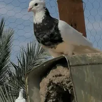کفتر بازی کن