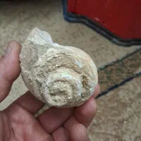 دروود فسیل وسنگ