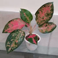 زاموفیلیا بسیار بزرگ و آگلونما زیبا هدیه روز مادر|گل و گیاه طبیعی|اصفهان, جوزدان الیادران|دیوار