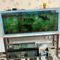 اکواریوم|ماهی|اردکان, |دیوار