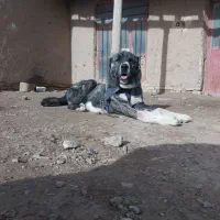 سگ نگهبان|سگ|باخزر, |دیوار