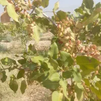 باغ پسته