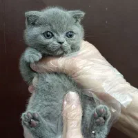 بچه گربه رنگ بلو ماده