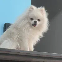 گمشده نژاد پامر|حیوانات|کرمان, |دیوار