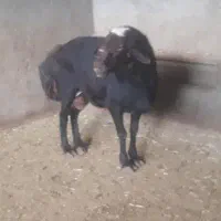 قوچ قره قزل