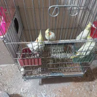 پنج جفت عروس هلدی به همراه جوجه