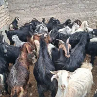 بز‌‌ کهره‌‌ چپش‌‌|لوازم جانبی حیوانات|مرودشت, دولت آباد|دیوار