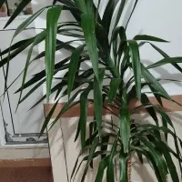 گل یوکای بزرگ|گل و گیاه طبیعی|بانه, |دیوار