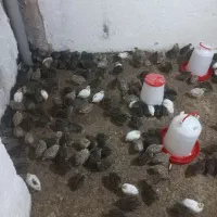 باسلام خدمت عزیزان  فروش هفتصد بلدرچین