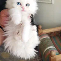 بچه گربه پرشین اشرافی خالص چشم ابی|گربه|چهاردانگه (تهران), |دیوار