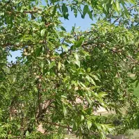 فروش چغله بادام ،،