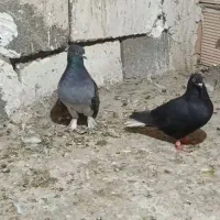 جفت نر و ماده دم سفید|پرنده|خاوران, |دیوار