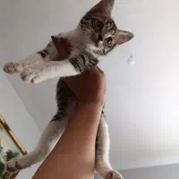گربه