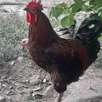 مرغ و خروس محلی و اردک