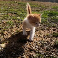 واگذاری ۲تا توله گربه شیطون