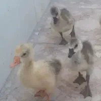 جوجه قوقاز یک ماهه