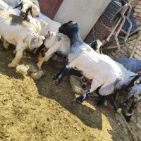 قوچ داشتی درجه یک|حیوانات مزرعه|سیدان, |دیوار