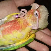 گرینچیک نر فول دستی آناناسی دبل رد