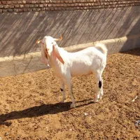 ۳عدد بزغاله*یک عدد بز